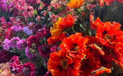 De Herfstbeleving bij Qlasse 2024